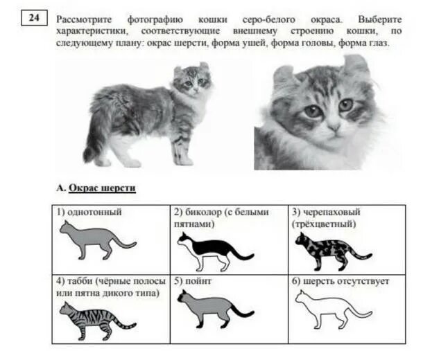 ОГЭ биология 2022. Рассмотрите фотографию кошки. Задания с котиками. ОГЭ по биологии задания. Огэ биология номер 3