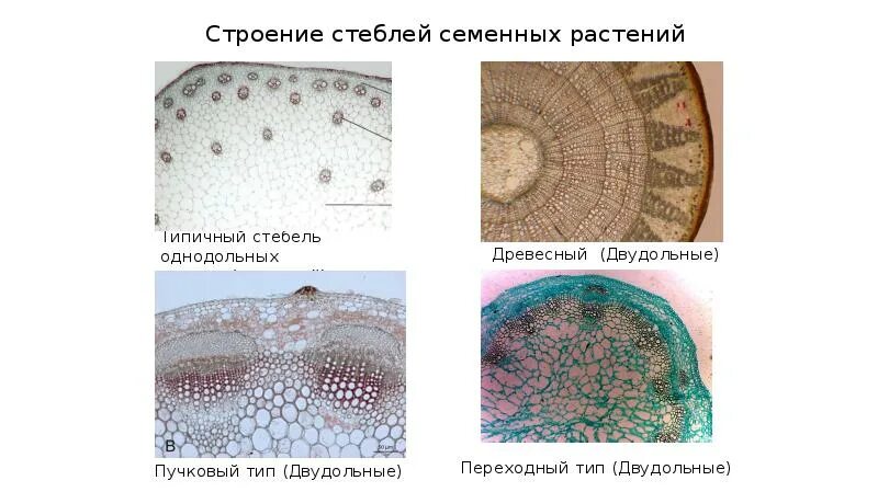Строение однодольного и двудольного стебля. Строение стебля двудольных растений. ткани стебля однодольного растения. поперечный срез стебля однодольного. стебля травянистого однодольного растения срез.