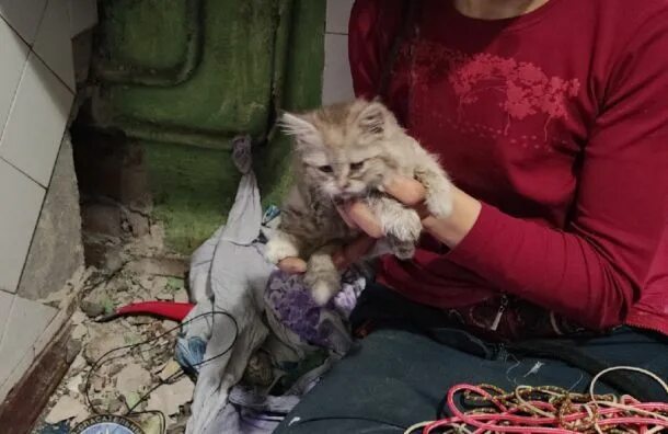 Девушка спасла кота. Настоящие животные. Мальчик спасает котенк. Девушка спасла кота. Девочка с котом сша.