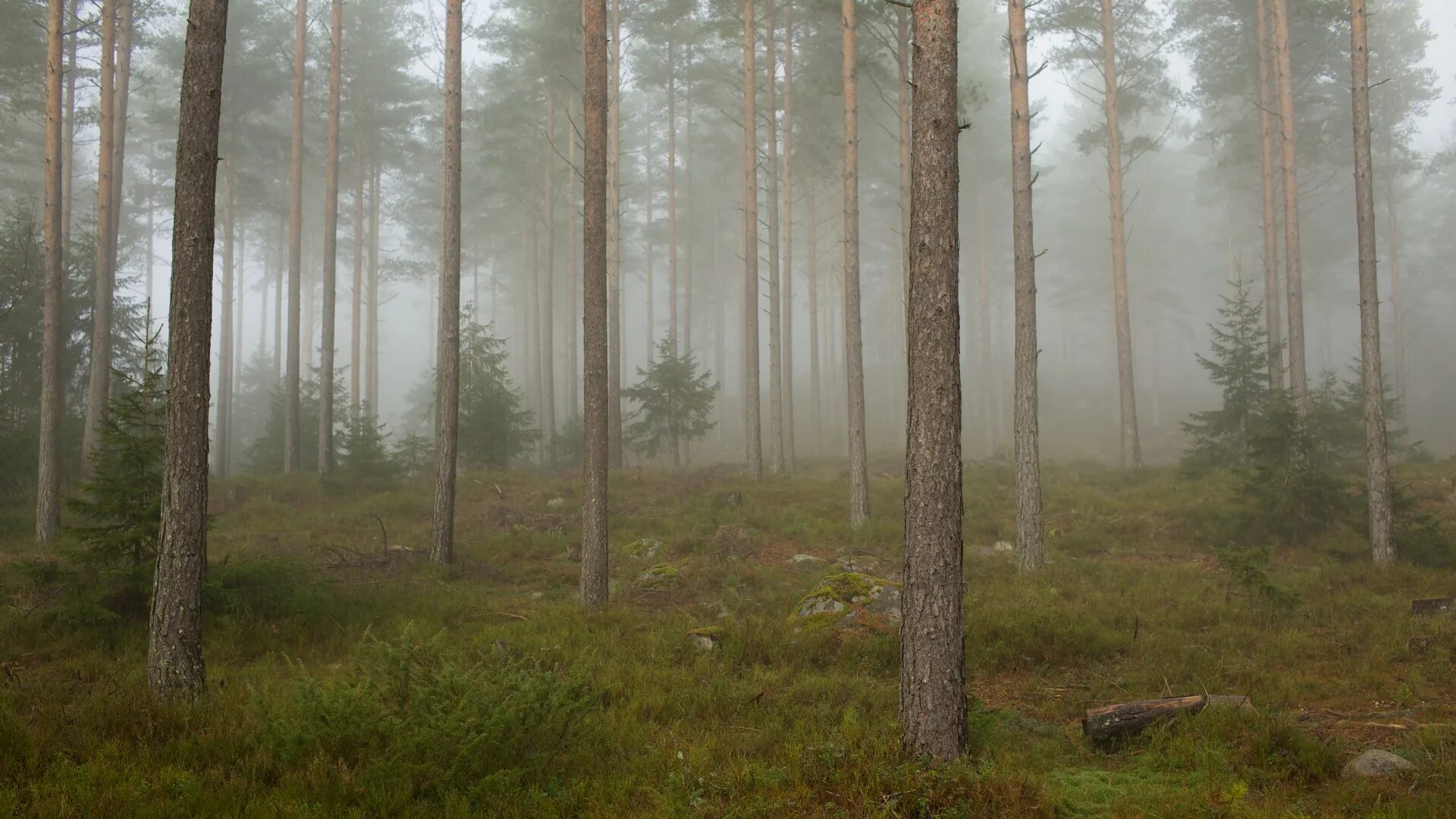 Спрят вшись в глубь леса. Лес Триллемарка-Роллагсфьелл. Сосновый лес. Сосновый лес в тумане. Панорама леса.