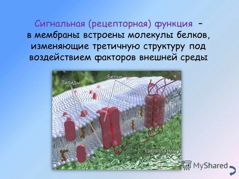 Рецепторную функцию в мембране выполняют. Мембранный слой плазмолеммы. Рецепторная функция белков мембраны. Рецепторная функция мембраны клетки. Рецепторная (сигнальная) функция белков.