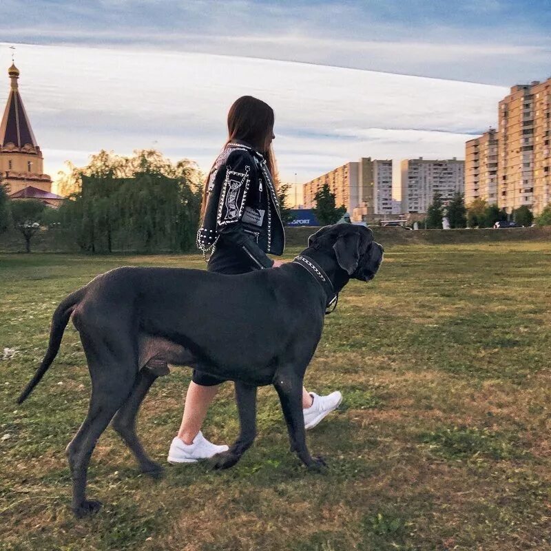 2 больших собак. Датский дог Зевс. Королевский дог Зевс. Королевский дог рост. Немецкий дог Джордж в2010г.