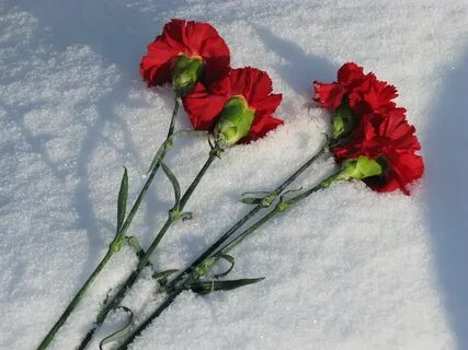 Песня алые гвоздики на снегу