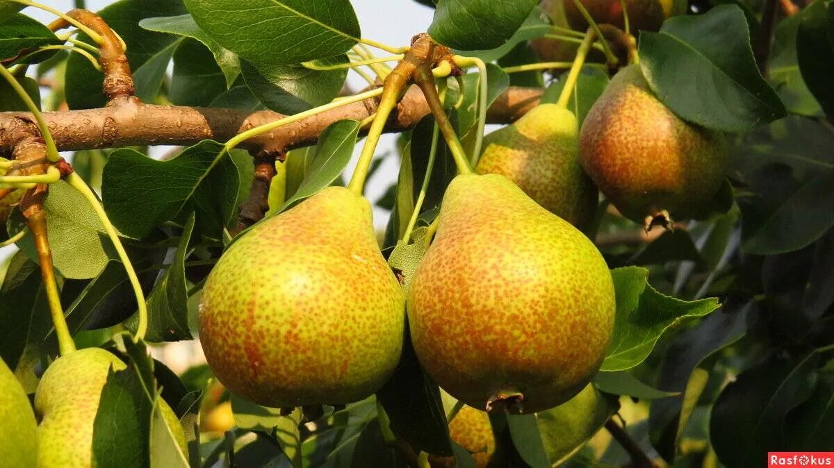 Груша сорт Муратовская. Груша Лесная Pyrus. Груша бере Жиффар.