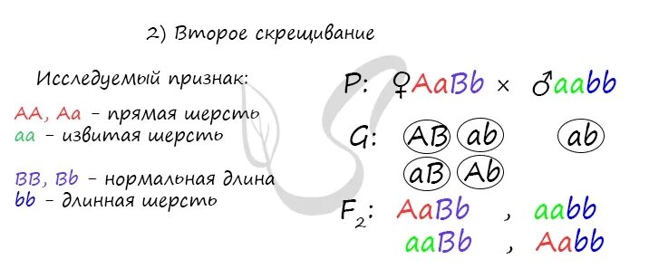 При скрещивании мышей с извитой шерстью нормальной. Скрещивали лини. Мышей с прямой. Мыши с извитой шерстью нормальной длины. При скрещивании мышей с извитой шерстью нормальной длины.