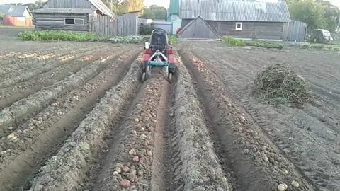 Посадка картофеля под мотоблок расстояние между рядами