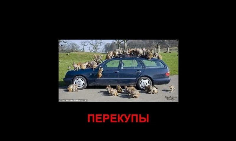 Перекупы авто группы. Приколы про перекупов авто. Перекуп прикол. Приколы про перекупщиков авто. Перекупщик автомобилей прикол.