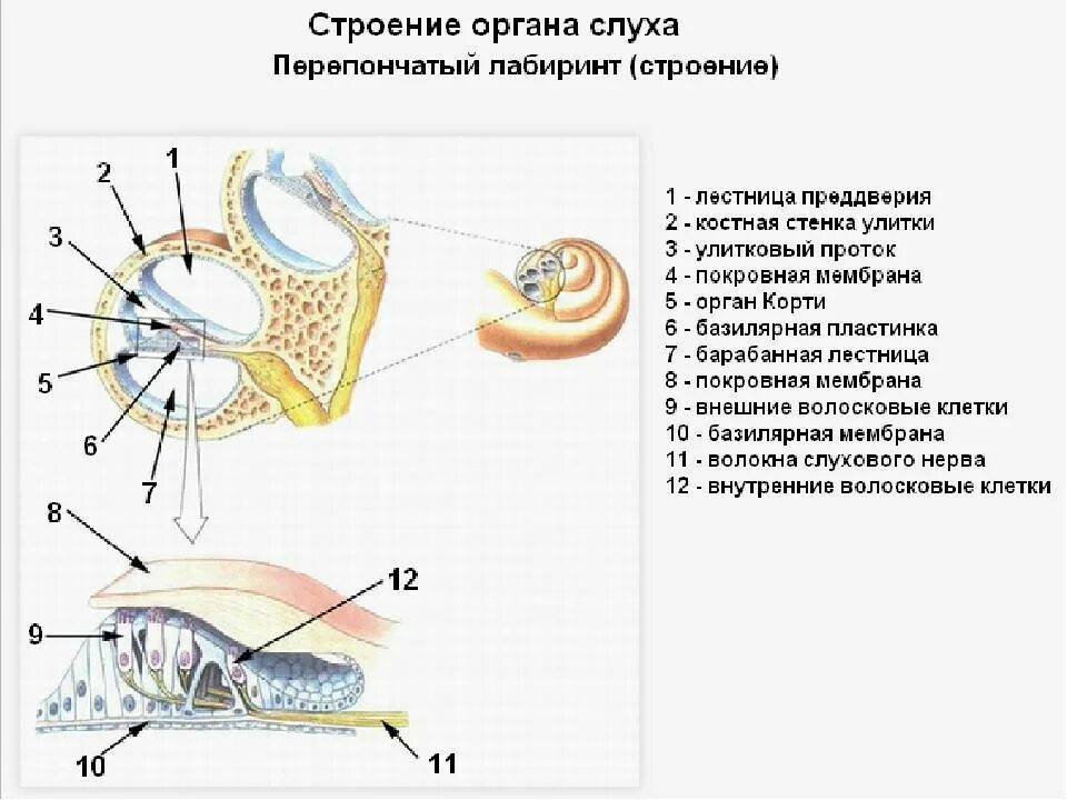 Мембраны внутреннего уха. Орган слуха строение улитки. Улитка анатомия орган слуха. Функция улитки слухового анализатора. Строение улитки анатомия орган слуха.