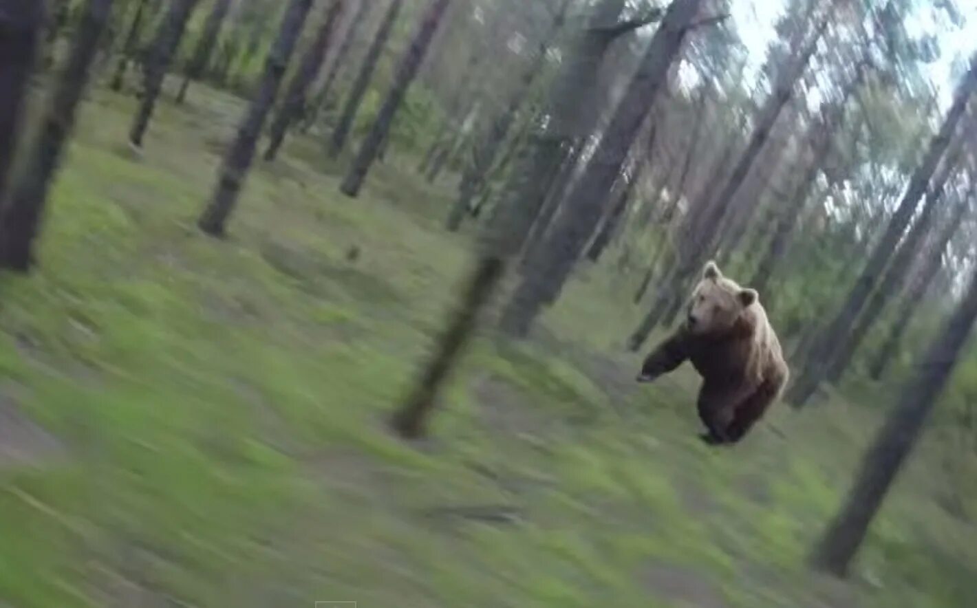 Мужчина медведь видео. Медведь бежит. Медведь бежит за человеком в лесу. Нападение медведя на человека.