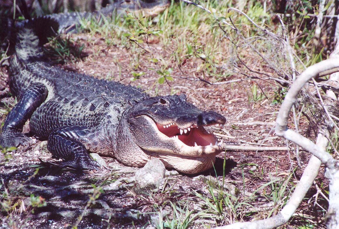 Миссисипский Аллигатор. Крокодил Аллигатор Кайман гавиал. Крокодилы Аллигаторы кайманы и гавиалы. Миссисипский аллигатор отряд