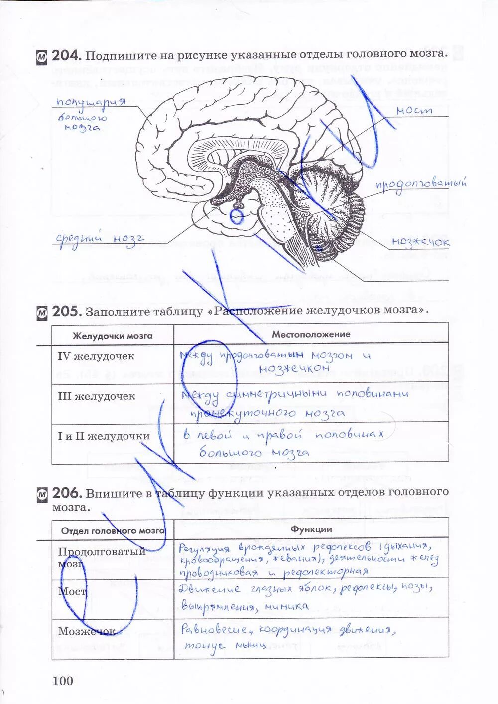 Ответы лабораторная работа по биологии 8. Биология 8 класс рабочая тетрадь строение и функции головного мозга. Биология 8 класс рабочая тетрадь Колесов стр 100. Биология рабочая тетрадь Колесов биология 8 класс. Рабочая тетрадь по биологии 8 класс Колесов маш Беляев.