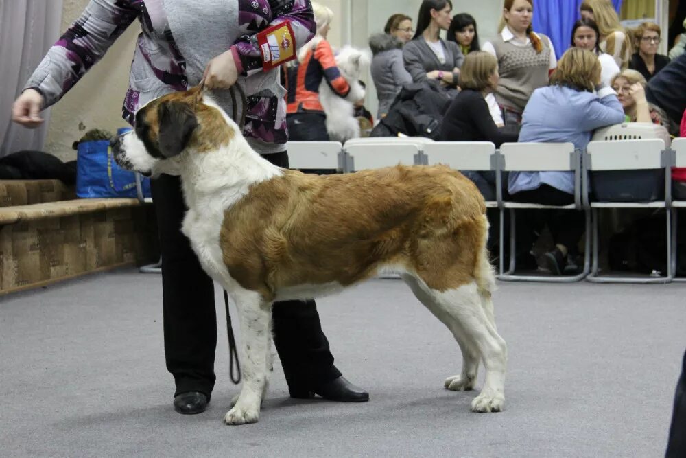 питомники породистых собак. зуриона питомник пиренейская горная собака. питомник собак породы.