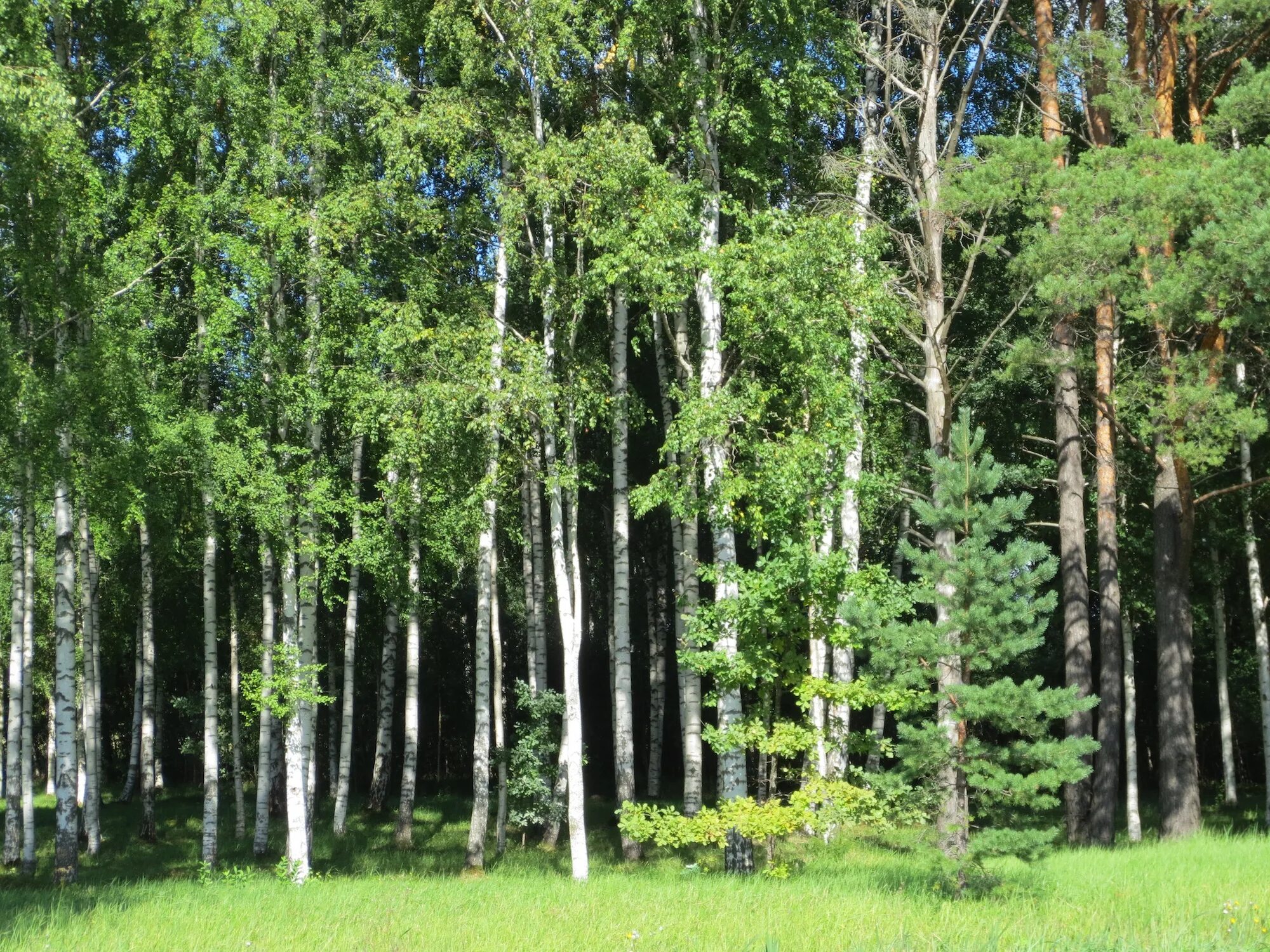 Хвойно-мелколиственные леса. Сосново-Березово-осиновый лес. Березово Сосновый лес. Хвойно-широколиственный лес. Березовая ель