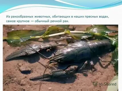 Сообщение об 1 2 обитателях пресных вод