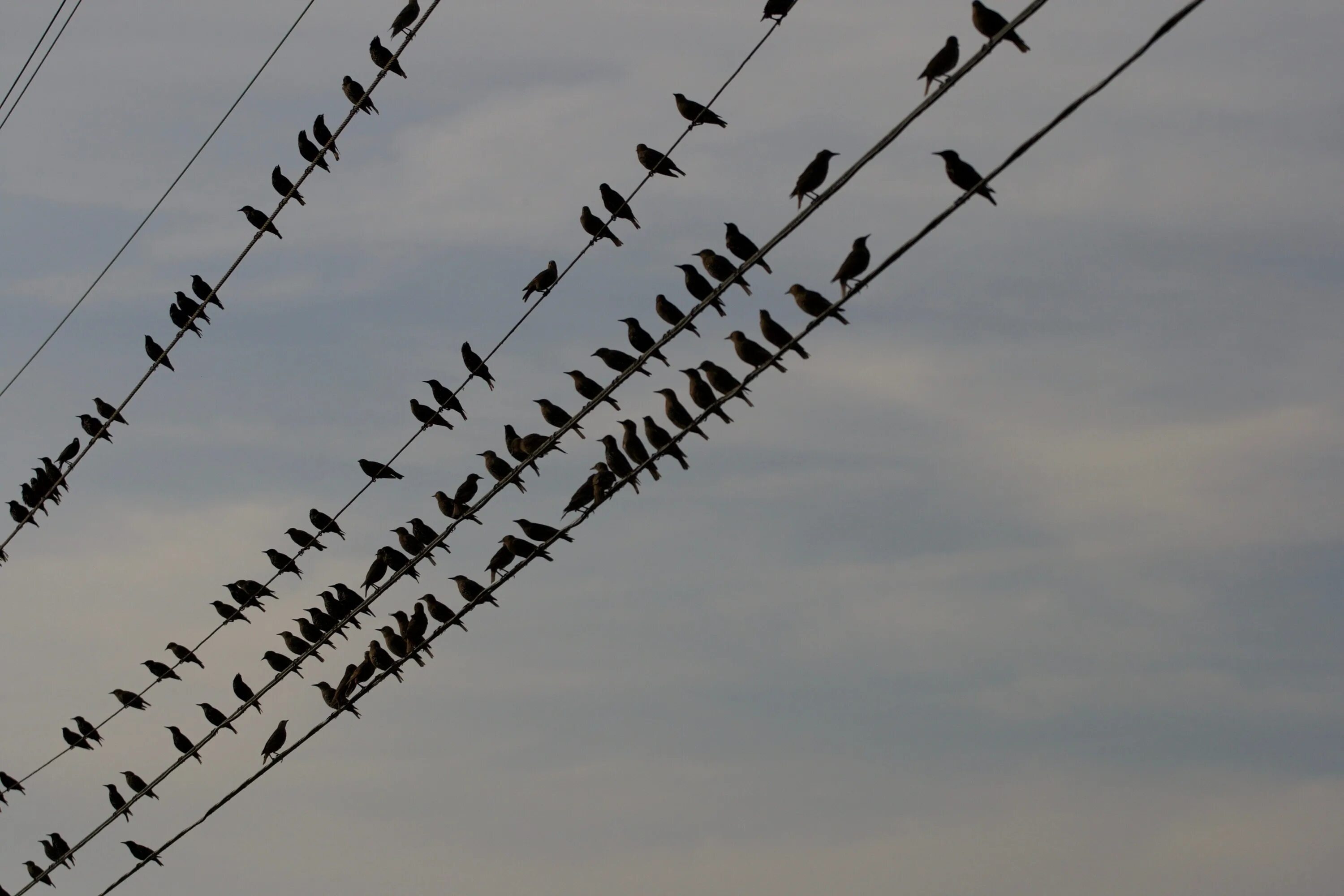 Птицы на проводах. Много птиц. Птички на проводе. Миграция птиц.