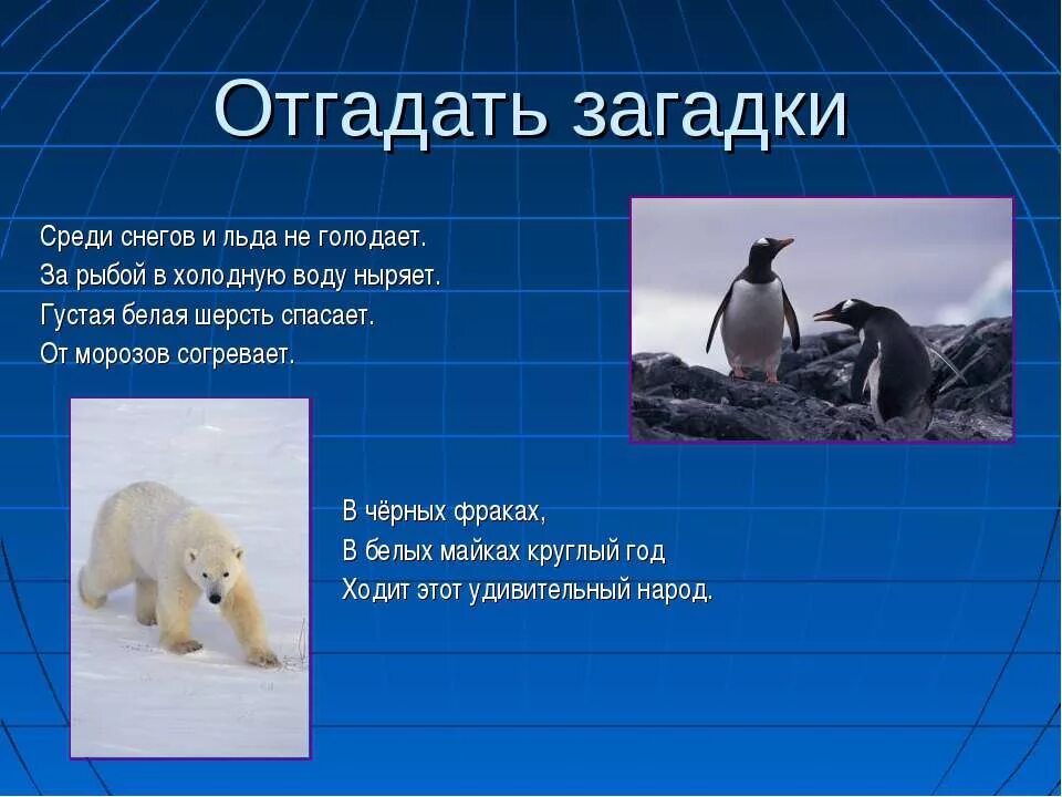 где живут пингвины окружающий мир. где живут пингвины и бе. описание пингвина. пингвины живут. где живёт пингвин?.