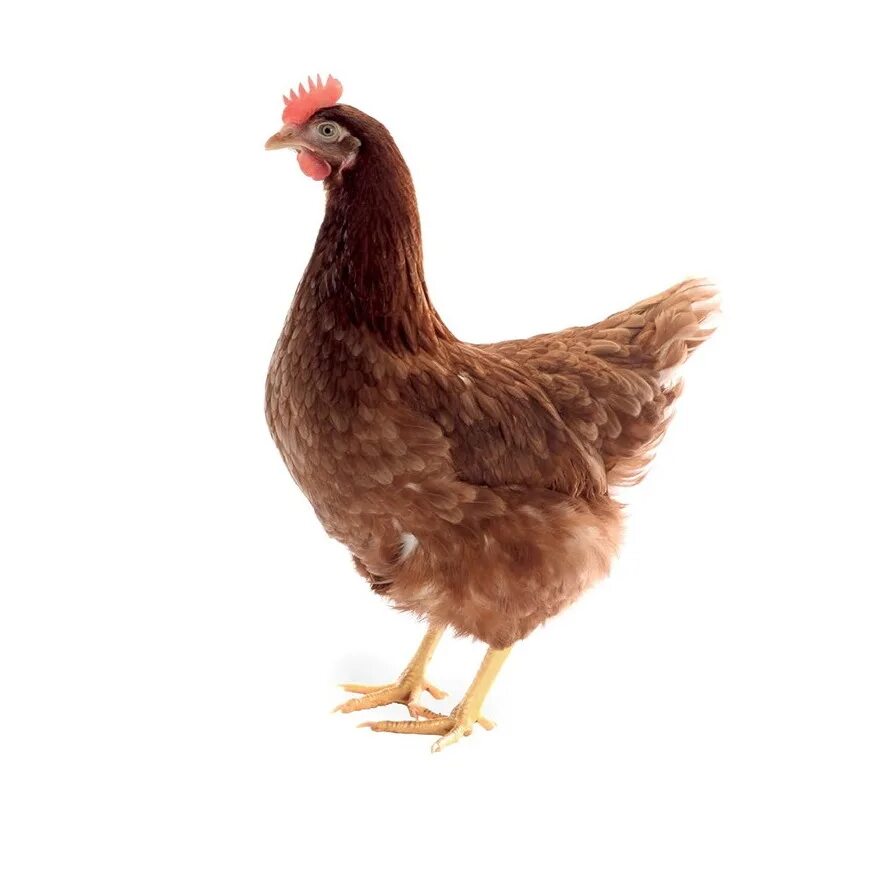 куры несушки спб. птичий рынок куры несушки. куры несушки спб. куры несушки хайсекс браун. ломан молодки куры.