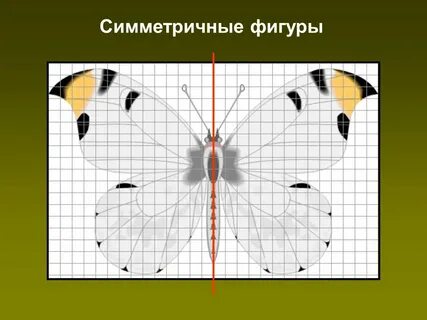 Симметрия рабочий лист 4 класс