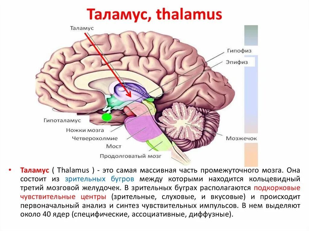 Таламус и метаталамус. Таламус эпиталамус метаталамус. Промежуточный мозг таламус гипоталамус эпиталамус. Структура таламуса.