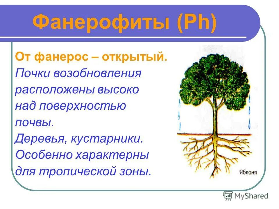 Выше расположенный. Фанерофиты. Жизненная форма дуба. Почки возобновления. Почки возобновления у деревьев.