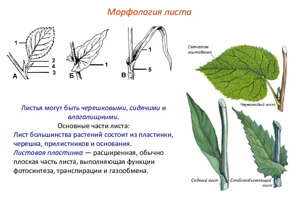 Тип листа 1) черешковый 2) сидячий. Функции основания и прилистников листа. 1) Черешковый 2) сидячий. А Тип листа 1 черешковый 2 сидячий жилкование листа.