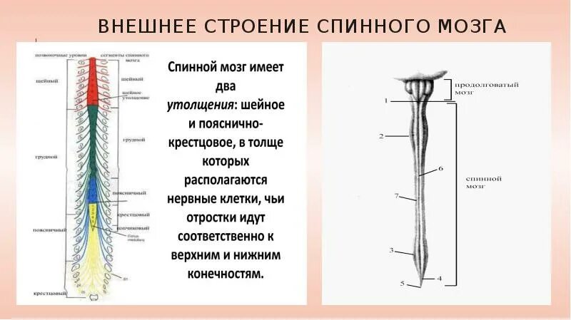 Спинной мозг строение отделы. Наружное строение спинного мозга. внешнее строение спинного мозга анатомия. шейное утолщение спинного мозга анатомия. внешнее и внутреннее строение спинного мозга.
