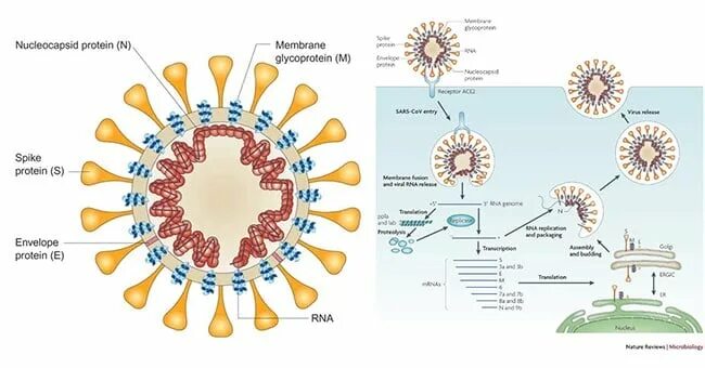 Коронавирус схема строения вириона. Схема строения SARS-cov-2. Коронавирусы – схема строения вириона. Строение коронавируса SARS-cov-2. Две волны коронавируса