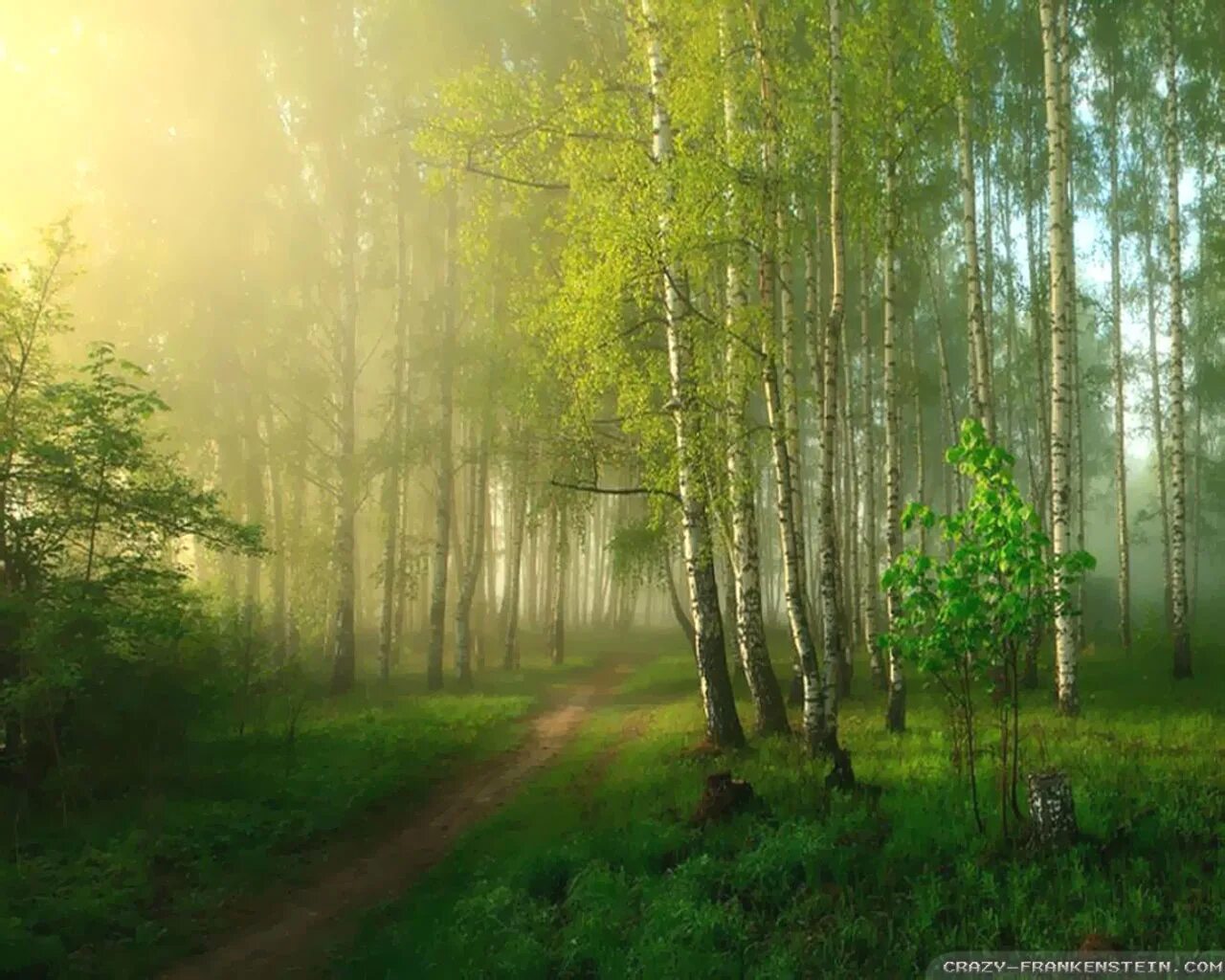 Зеленая дымка на деревьях. Лес весной. Утро в лесу. Утро в весеннем лесу. Березы в тумане.