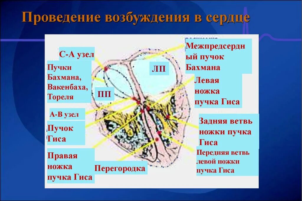 Скорость распространения возбуждения по миокарду предсердий. Скорость распространения возбуждения по проводящей системе сердца. Проведение возбуждения в проводящей системе и рабочей мышце сердца. Проведение возбуждения в сердце. Скорость проведения по проводящей системе сердца.