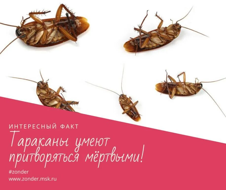 Карта тараканов. Интересные факты про тараканов. интересные факты о тараканах. тараканы удивительные факты. тараканы. интересные факты о тараканах.