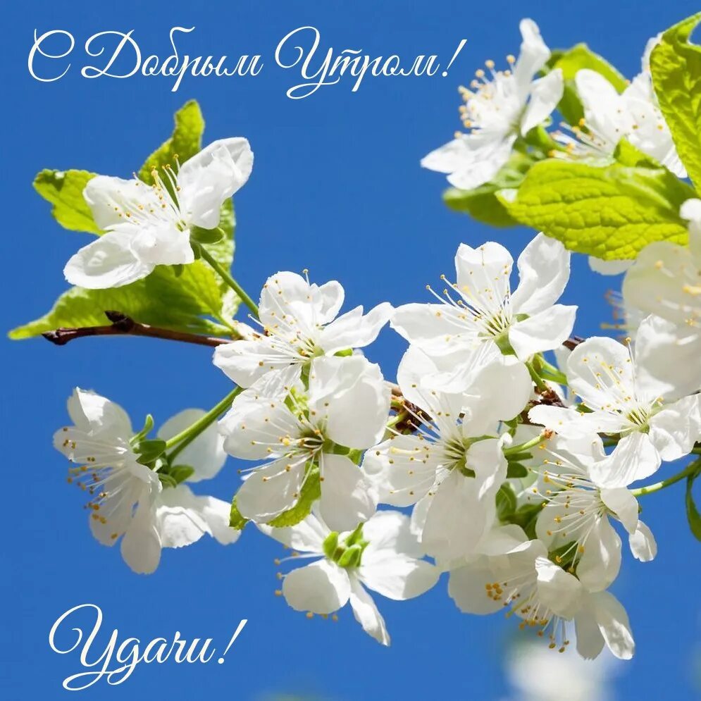 Весенние языки. Занятие по английскому на тему весна. Весенние языки. Весенние языки. Весна по немецкому языку.