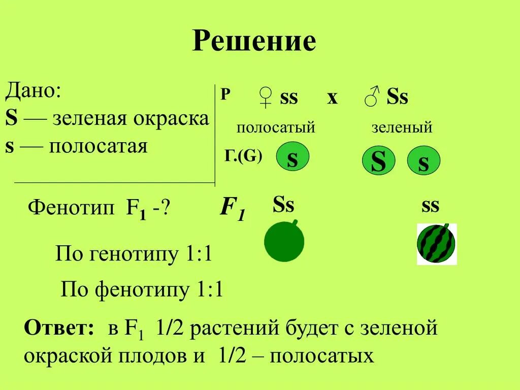 По генотипу по фенотипу. Фенотип 1 1. Определить генотип и фенотип. Фенотип растения. Селекционер скрестил гетерозиготную кошку с жесткой шерстью