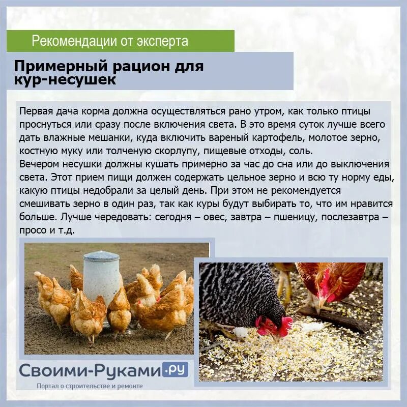Как кормить курицу несушку летом. Рацион кур. кормление кур несушек в домашних условиях. чем кормить кур несушек в домашних условиях. рацион кур несушек в домашних.