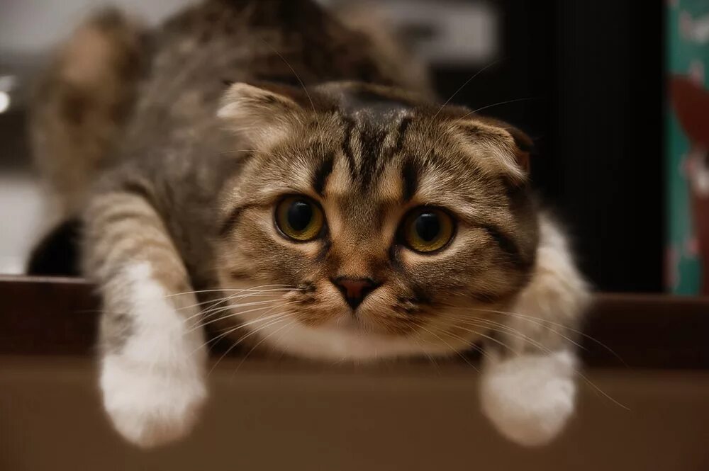 Treasuring cat