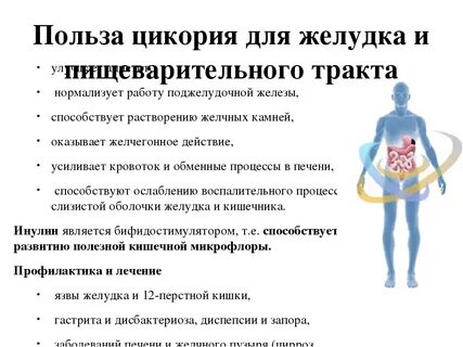 Вред цикория для организма здоровья человека