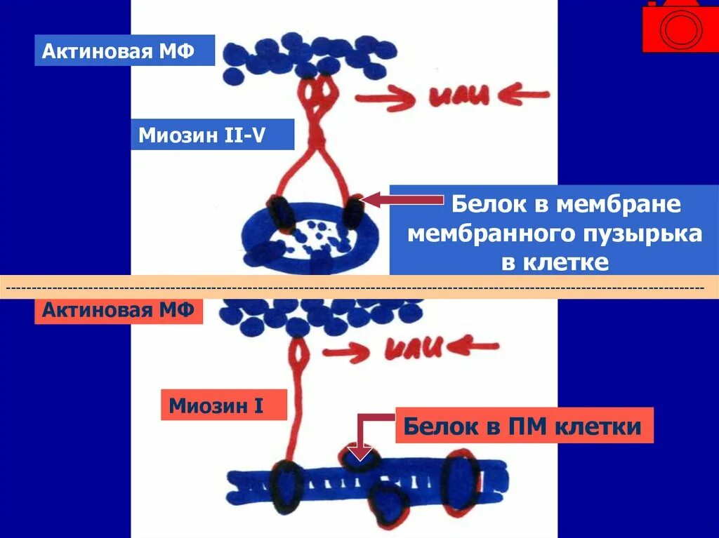 Белок миозин 2. Белок миозин. Строение белка миозина. Белок миозина v. Структура миозина биохимия.