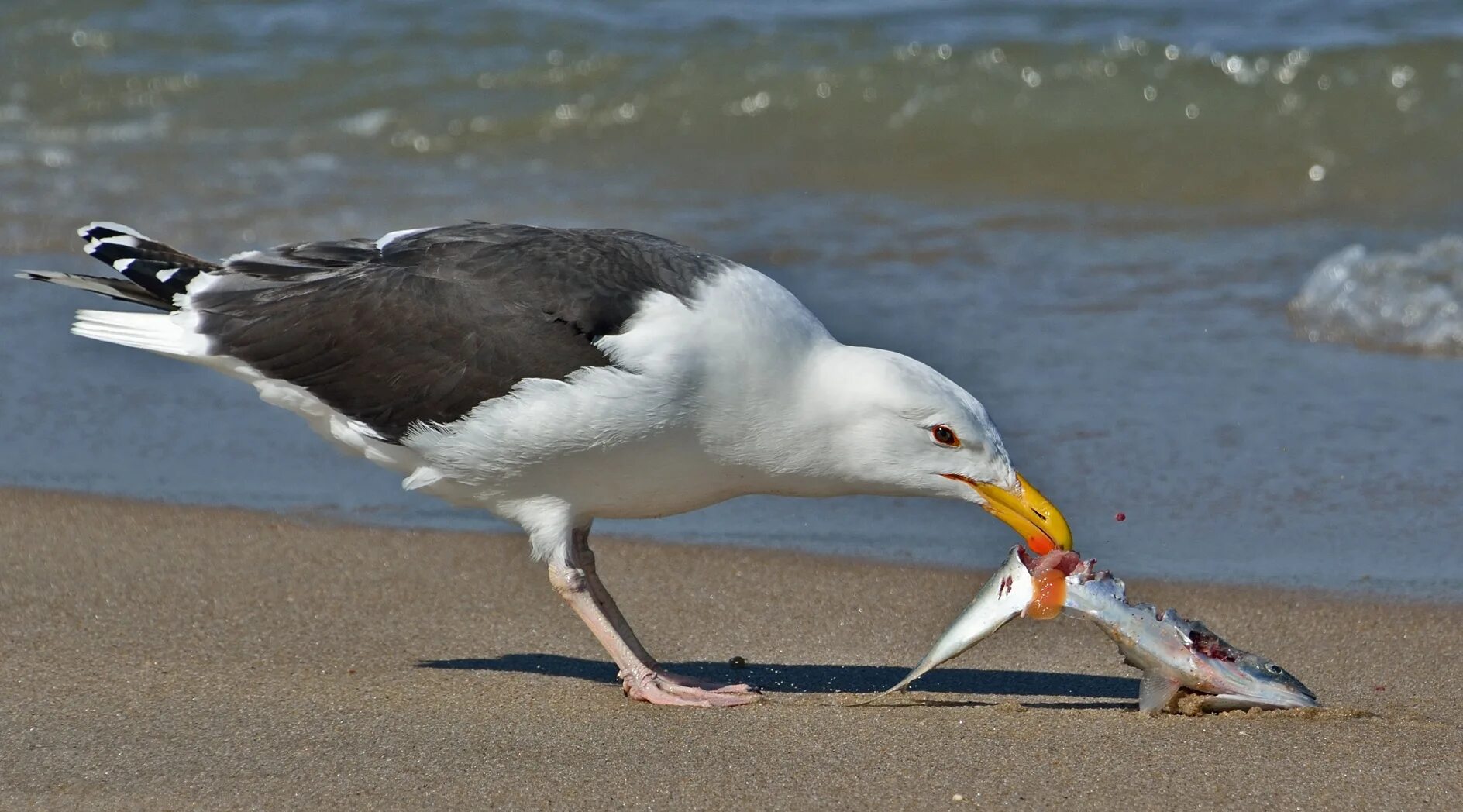 Сколько весила чайка. Морская Чайка Larus Marinus. Чайка клуша хохотунья. Большая морская Чайка (Larus Marinus). Черноспинная Чайка.