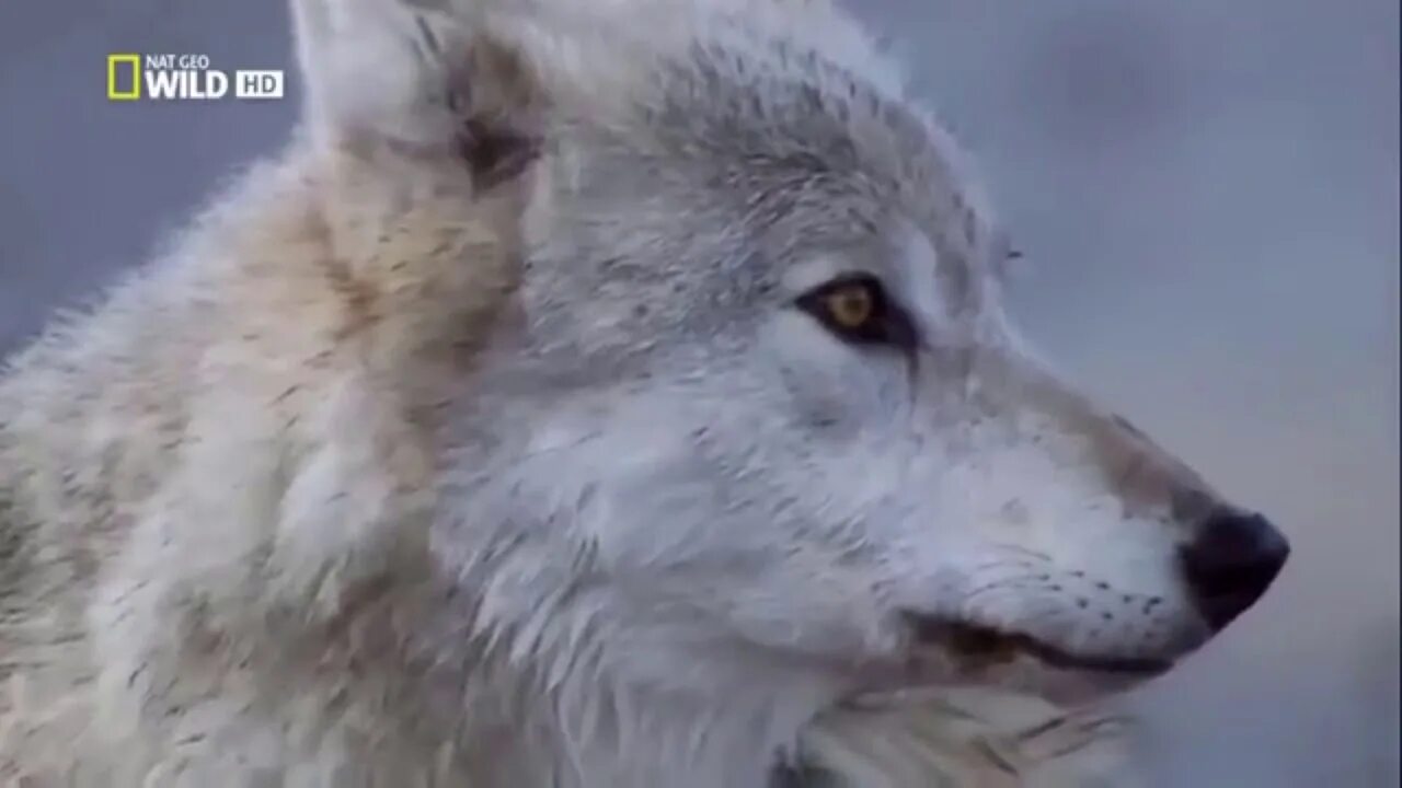 Музыкальный клип с волком. Белый волк плачет.