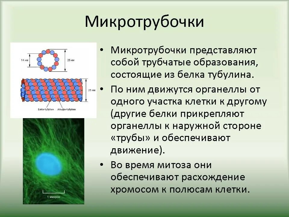 Микротрубочки их строение. Тубулиновые микротрубочки. строение клетки микротрубочки. цитоскелет микротрубочки строение. микротрубочки образуются из.