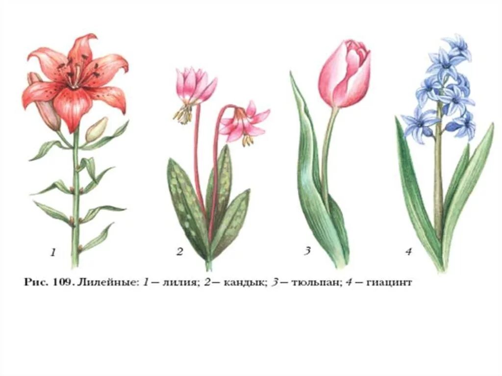 Семейство Лилейные Лилия. Семейство Лилейные цветок тюльпан. Однодольные Лилейные Лилия. Подсемейства лилейных.