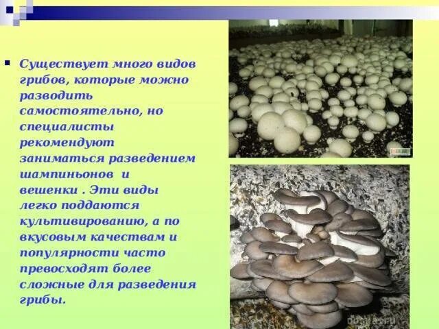 Опишите внешний вид и строение культивируемых