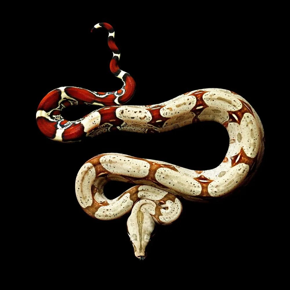 Boa Constrictor темная удав. Змея Аспид гуччи. Аспид змея Эстетика. Змея извивается.