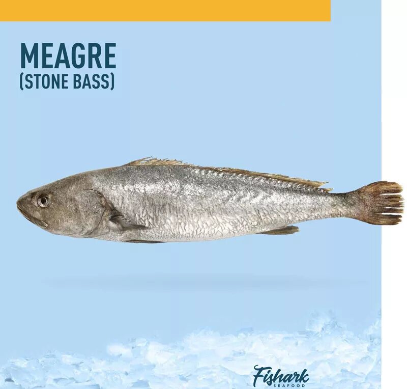 Стоны басс. Meagre рыба. Stone Bass рыба. Stone Bass fillet. Commercial name: Corvina (Stone Bass).