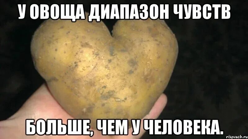 Мем с картошкой. Смешная картошка. картофель мемы. картошка прикол.