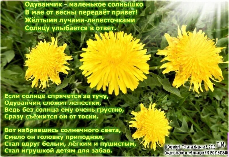 День одуванчика. День одуванчика история праздника. С праздником дня одуванчиков. Всемирный день одуванчика 13 мая. Открытки с одуванчиками.