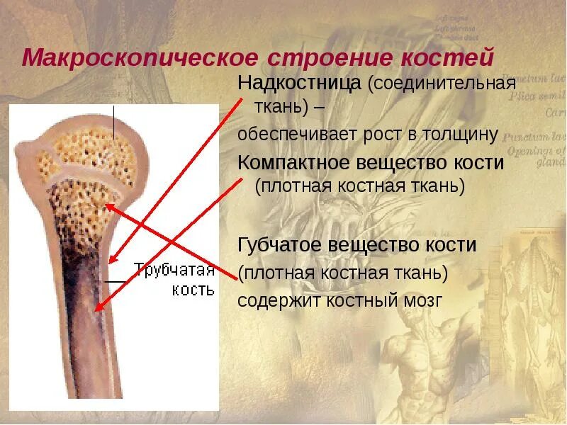 Участвует в образовании костной ткани. Надкостница компактное вещество губчатое вещество. Строение губчатой ткани кости. Макроскопический состав кости. Состав и строение костей.