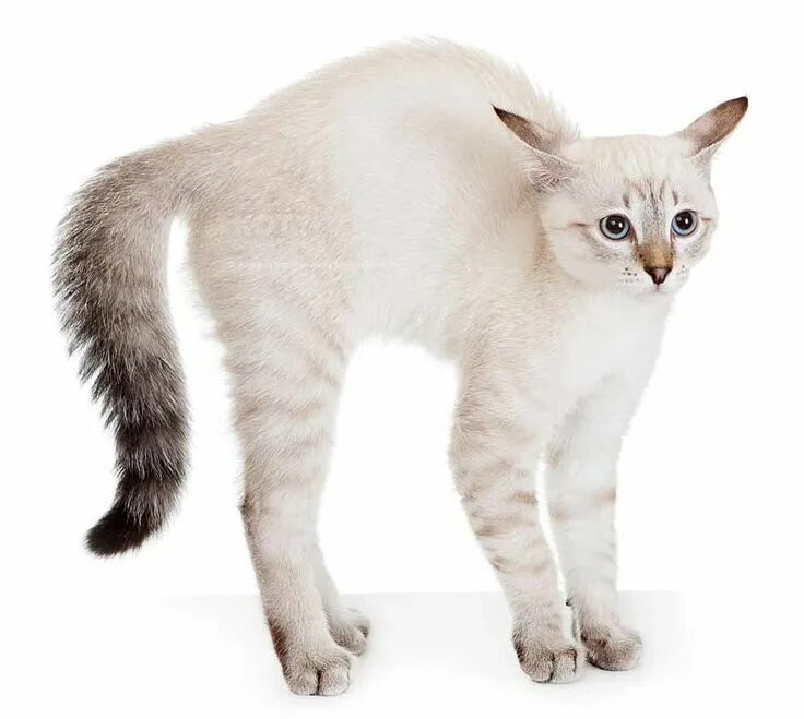 Кот стоит на белом фоне. Бурмилла. кошка с выгнутой спиной. кошка выгибает спину. кот стоит.