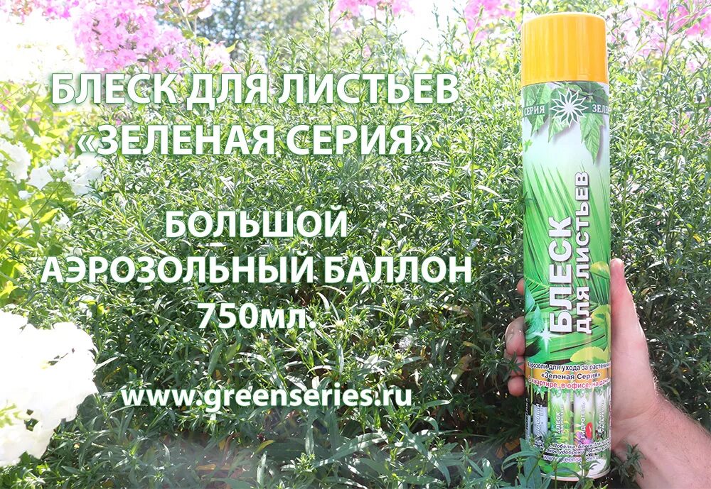 Блеск лист. Блеск для листьев. аэрозоль от пыли для цветов. блеск для листьев комнатных растений. блеск для цветов аэрозоль.
