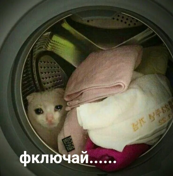 Включи мемы с котами Найдено на АйДаПрикол