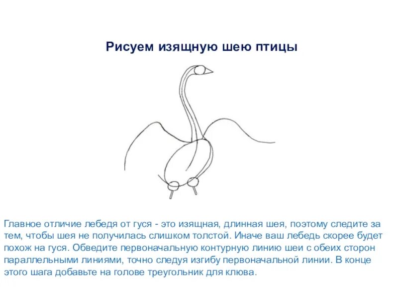 Лебедь с длинной шеей. Длинная тонкая шея лебедя. Нарисовать длинная шея. Лебедь похож на гуся у лебедя длинная тонкая шея очень.